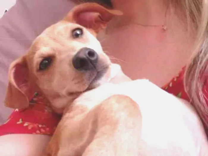 Cachorro ra a SRD idade 2 a 6 meses nome Bartolomeu
