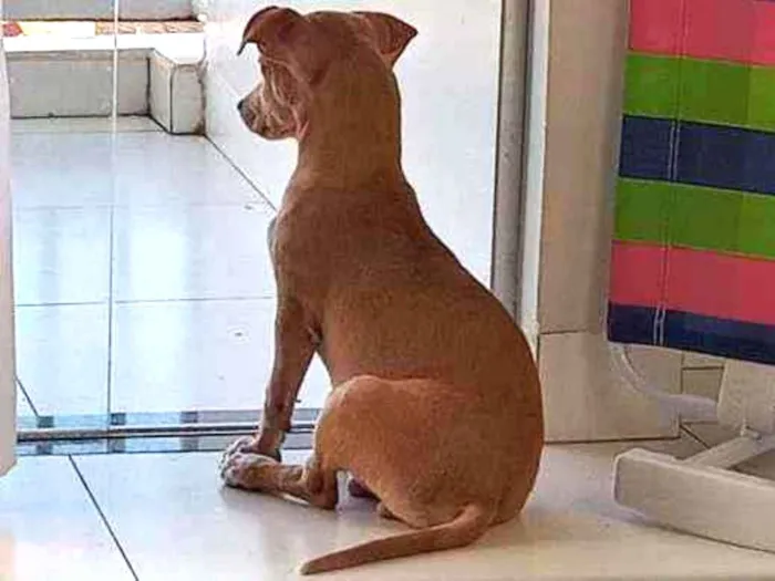 Cachorro ra a SRD idade 2 a 6 meses nome Bartolomeu