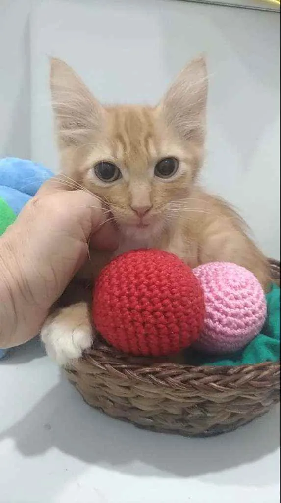 Gato ra a Srd idade 2 a 6 meses nome Pierre