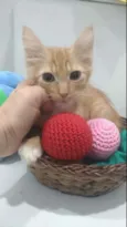 Pierre