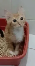 Pierre
