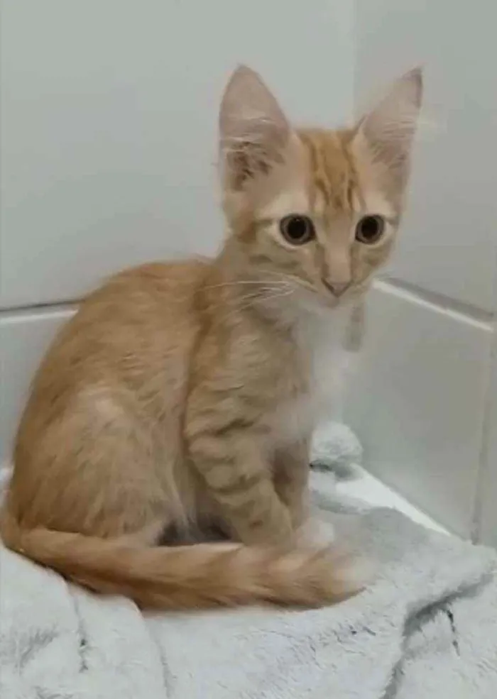 Gato ra a Srd idade 2 a 6 meses nome Pierre