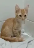 Pierre