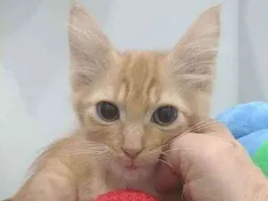Gato raça Srd idade 2 a 6 meses nome Pierre