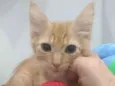 Pierre