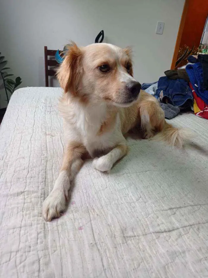 Cachorro ra a Vira-lata idade 2 anos nome Zeca