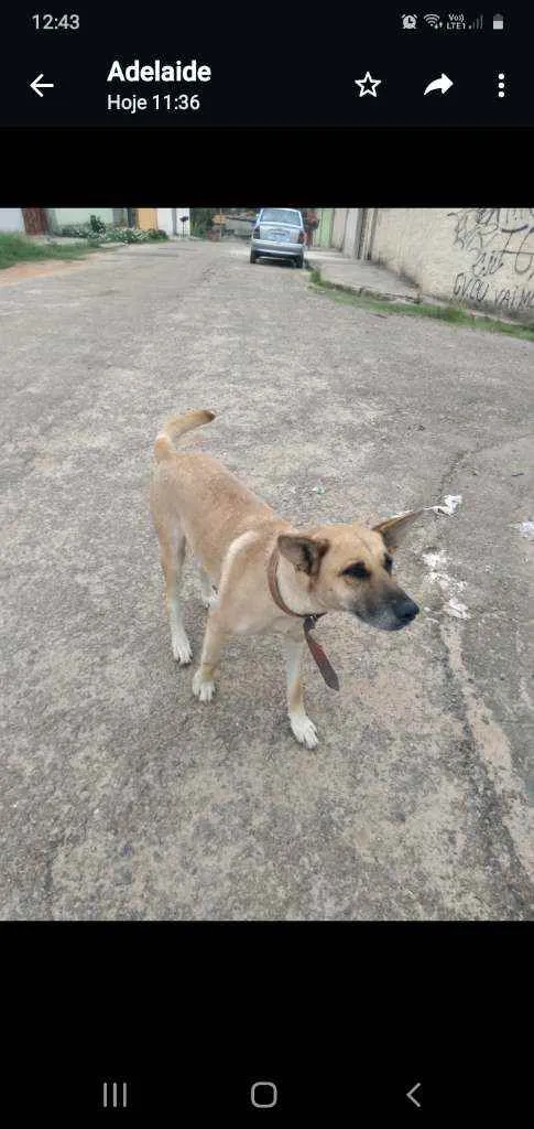 Cachorro raça Pastor belga idade 3 anos nome Xuxa