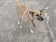 Xuxa