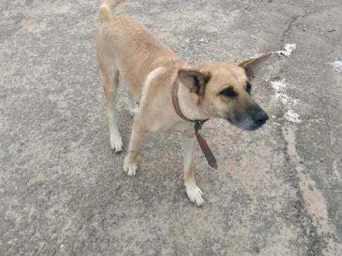 Cachorro raça Pastor belga idade 3 anos nome Xuxa