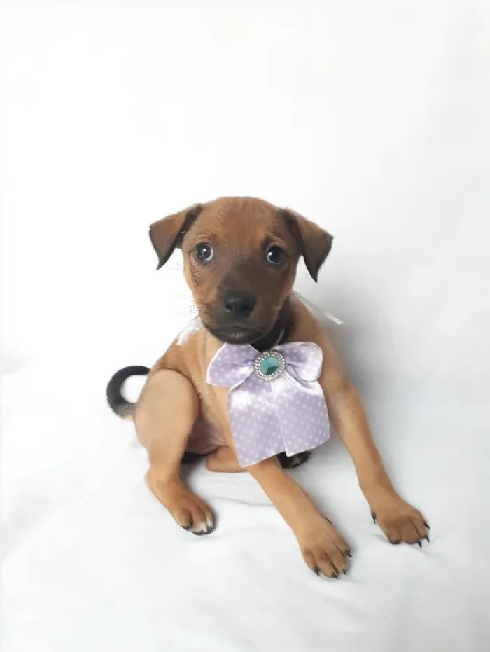 Cachorro ra a SRD-ViraLata idade 2 a 6 meses nome sem nome