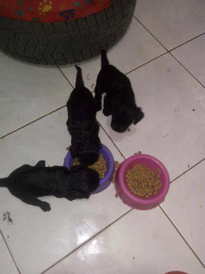 Cachorro ra a Srd.  Mistura de iork idade Abaixo de 2 meses nome Sem nome