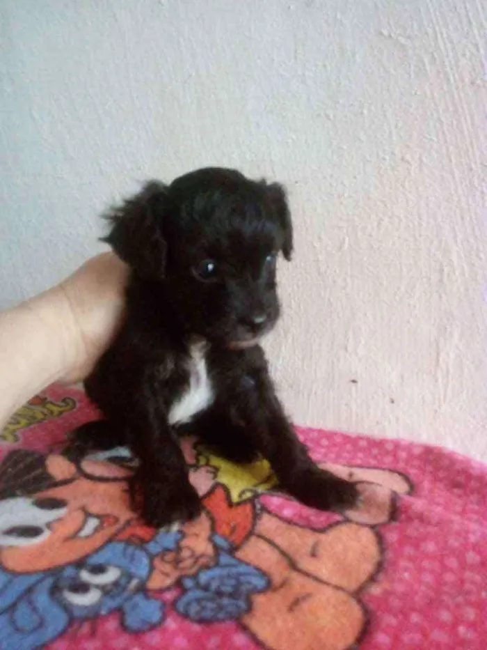 Cachorro ra a Srd.  Mistura de iork idade Abaixo de 2 meses nome Sem nome