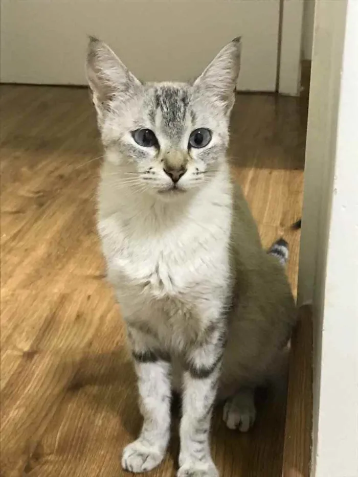 Gato ra a SRD idade 2 anos nome Debbie