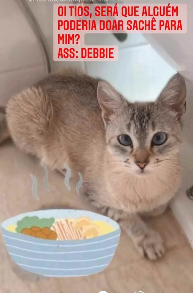 Gato ra a SRD idade 2 anos nome Debbie