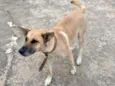 Xuxa
