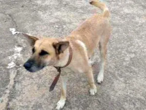 Cachorro raça Pastor belga idade 3 anos nome Xuxa