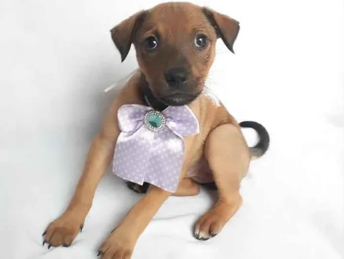 Cachorro ra a SRD-ViraLata idade 2 a 6 meses nome sem nome