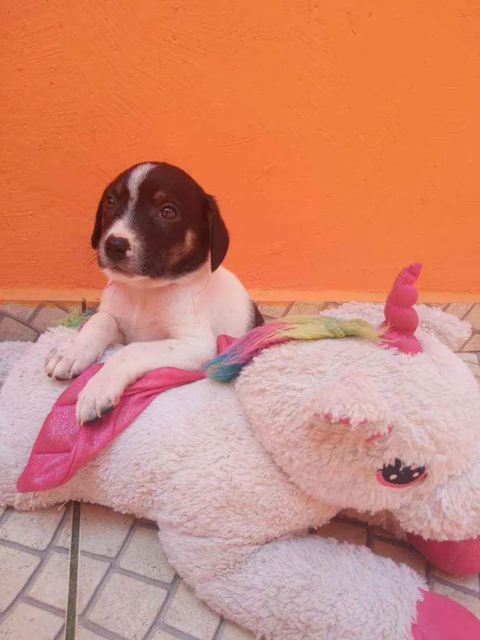 Cachorro ra a SRD idade Abaixo de 2 meses nome Filhotes