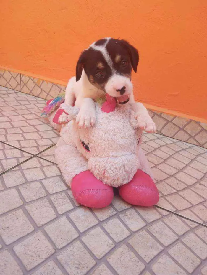 Cachorro ra a SRD idade Abaixo de 2 meses nome Filhotes