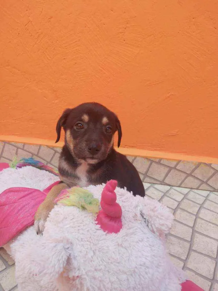 Cachorro ra a SRD idade Abaixo de 2 meses nome Filhotes