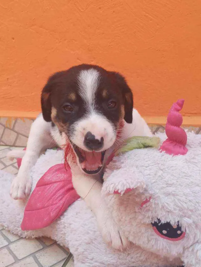 Cachorro ra a SRD idade Abaixo de 2 meses nome Filhotes