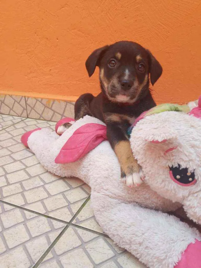 Cachorro ra a SRD idade Abaixo de 2 meses nome Filhotes