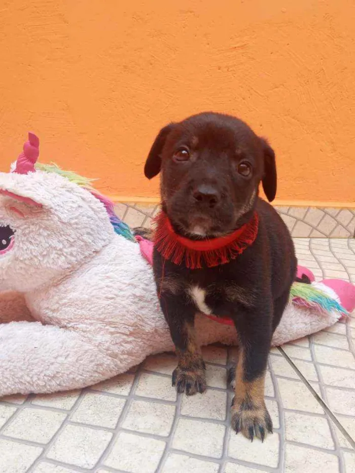 Cachorro ra a SRD idade Abaixo de 2 meses nome Filhotes