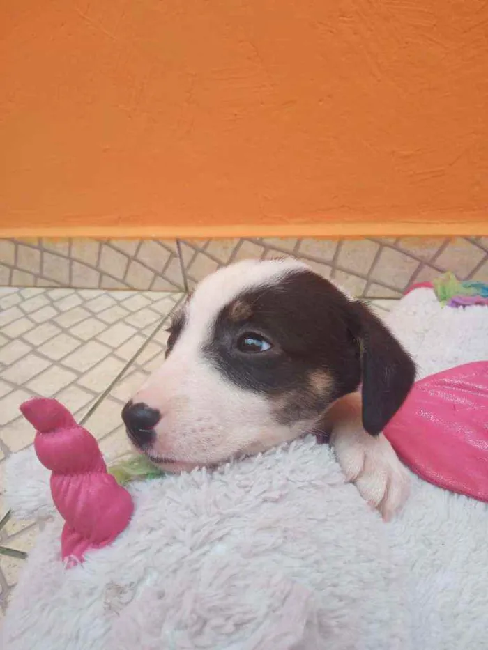 Cachorro ra a SRD idade Abaixo de 2 meses nome Filhotes