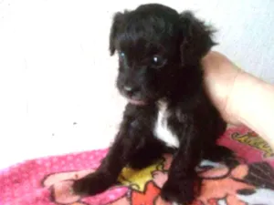Cachorro raça Srd.  Mistura de iork idade Abaixo de 2 meses nome Sem nome