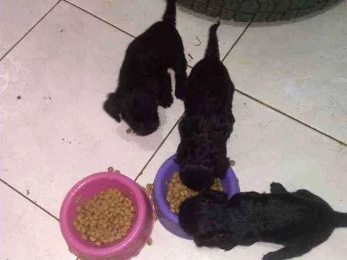 Cachorro ra a Srd.  Mistura de iork idade Abaixo de 2 meses nome Sem nome