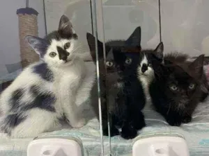 Gato raça Srd idade Abaixo de 2 meses nome Pequenos valentes
