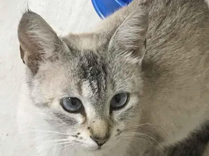 Gato ra a SRD idade 2 anos nome Debbie