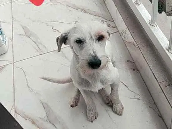 Cachorro ra a Viralata idade 2 anos nome Pipoca