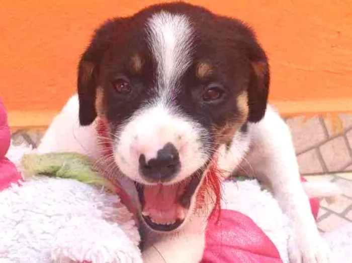 Cachorro ra a SRD idade Abaixo de 2 meses nome Filhotes