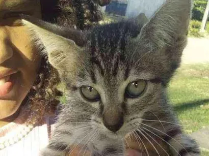 Gato raça Não  seu idade Abaixo de 2 meses nome Bolinha