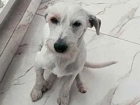 Cachorro ra a Viralata idade 2 anos nome Pipoca