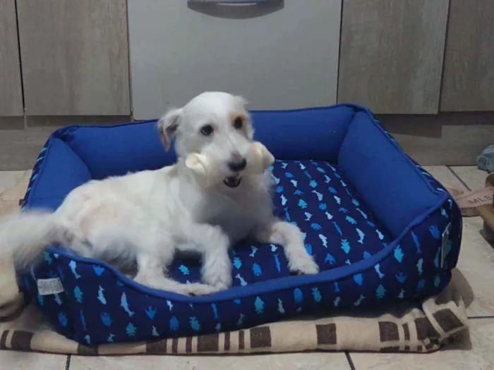 Cachorro ra a Viralata idade 2 anos nome Pipoca