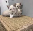 Kiki, Kitty e tuti 