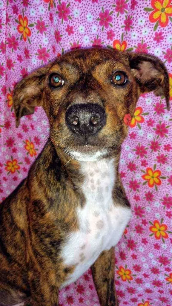 Cachorro raça SRD idade 2 a 6 meses nome Érico