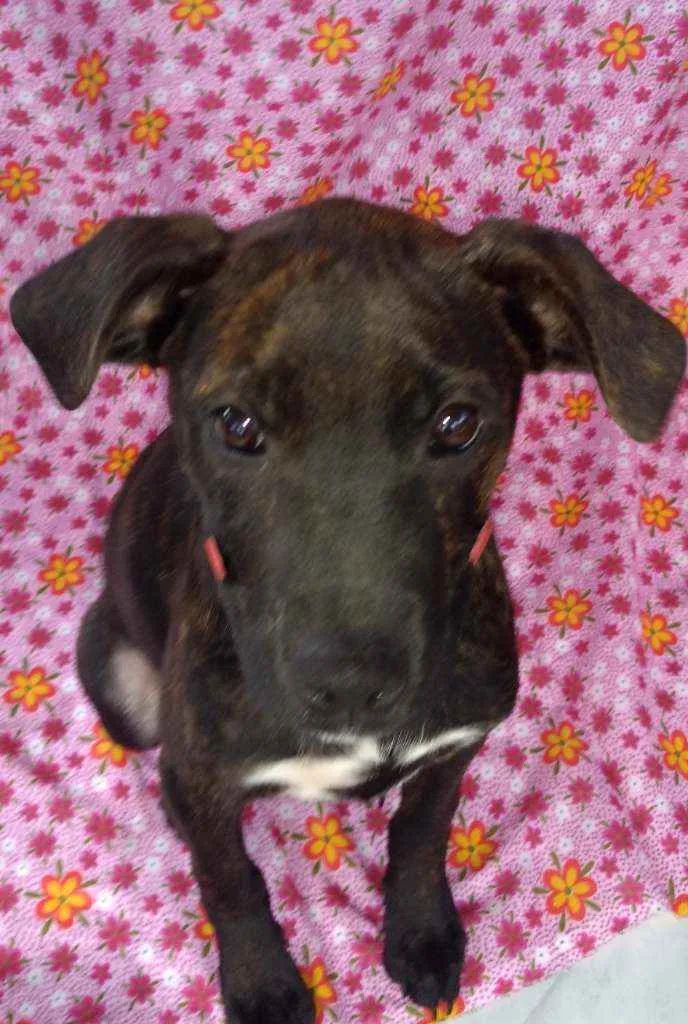 Cachorro raça SRD idade 2 a 6 meses nome Lótus