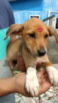 Pitaya