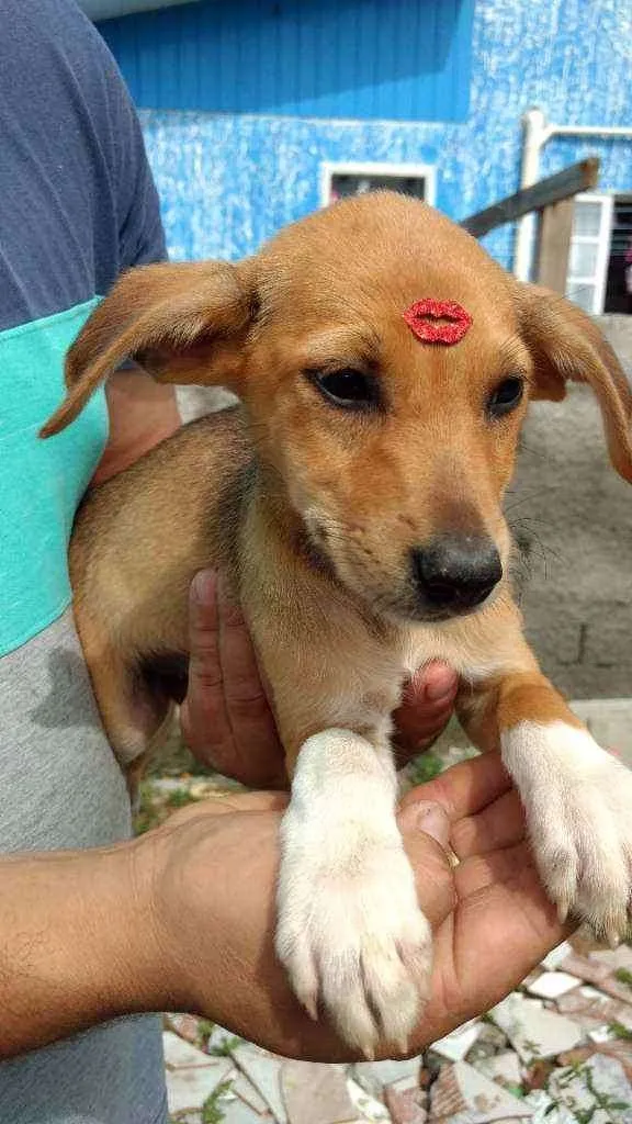 Cachorro raça SRD idade 2 a 6 meses nome Pitaya
