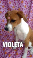 Violeta
