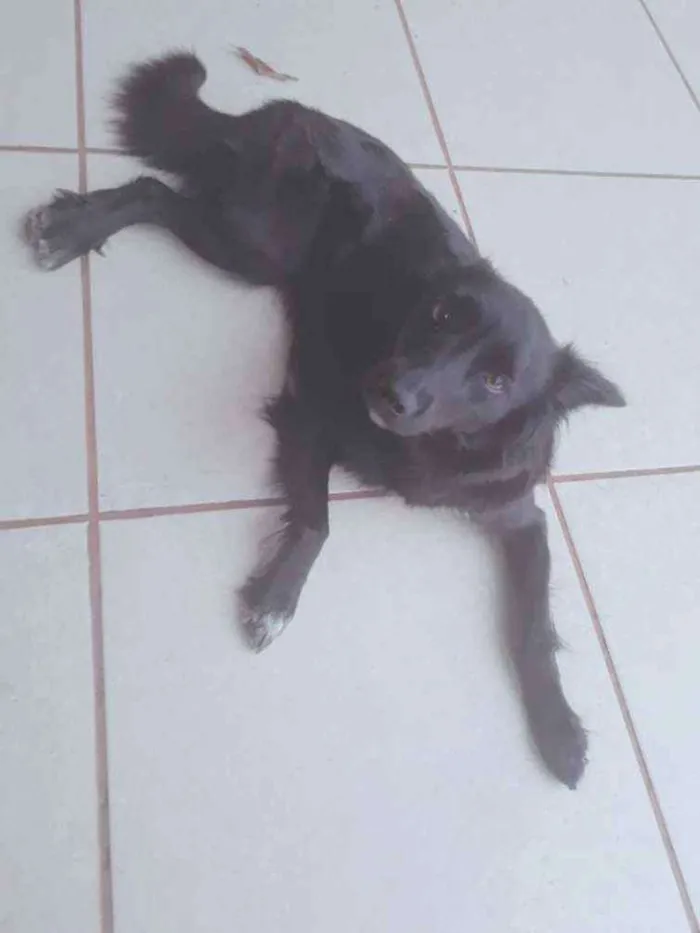 Cachorro ra a Indefinida idade 7 a 11 meses nome Luna