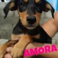 Amora