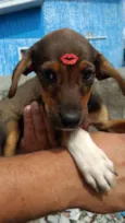 Pitanga