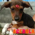 Acerola