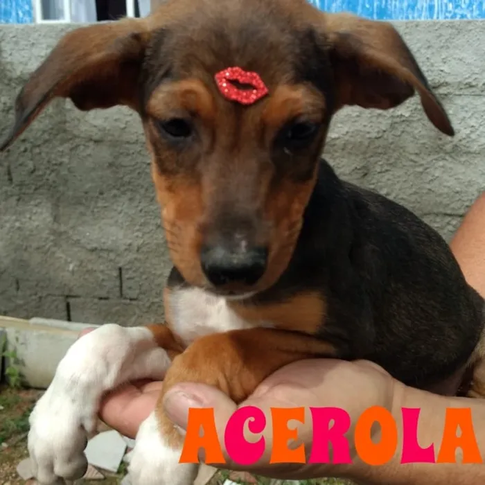Cachorro raça SRD idade 2 a 6 meses nome Acerola