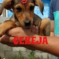 Cereja