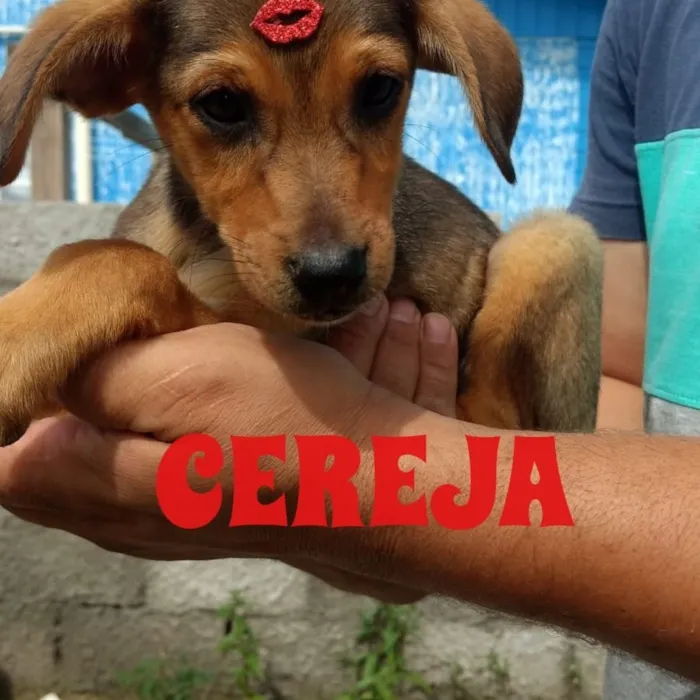 Cachorro raça SRD idade 2 a 6 meses nome Cereja